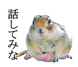 Charming Urocitellus richardsonii sticker #15796984
