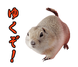 Charming Urocitellus richardsonii sticker #15796986