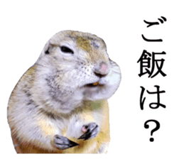 Charming Urocitellus richardsonii sticker #15796989