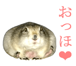 Charming Urocitellus richardsonii sticker #15796990