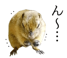 Charming Urocitellus richardsonii sticker #15796991