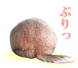 Charming Urocitellus richardsonii sticker #15796992