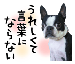 Picture of Boston terrier sticker #15797307