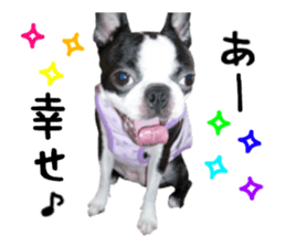 Picture of Boston terrier sticker #15797308
