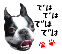 Picture of Boston terrier sticker #15797309