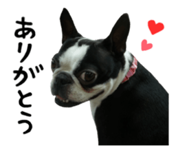 Picture of Boston terrier sticker #15797310