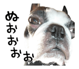 Picture of Boston terrier sticker #15797312