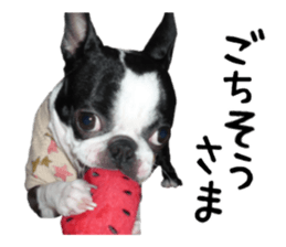 Picture of Boston terrier sticker #15797314