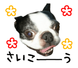 Picture of Boston terrier sticker #15797315