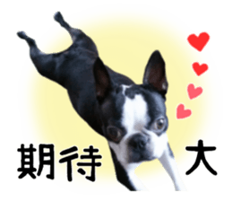 Picture of Boston terrier sticker #15797316