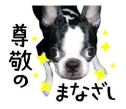 Picture of Boston terrier sticker #15797318