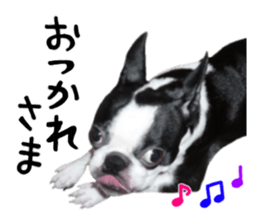 Picture of Boston terrier sticker #15797328