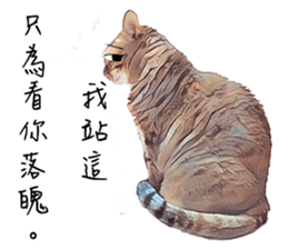 abby cat cat sticker #15799276