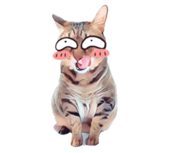 abby cat cat sticker #15799280