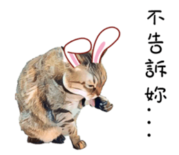 abby cat cat sticker #15799281