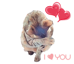 abby cat cat sticker #15799282