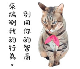 abby cat cat sticker #15799283