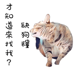 abby cat cat sticker #15799285