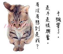 abby cat cat sticker #15799286