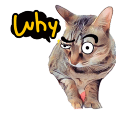 abby cat cat sticker #15799289