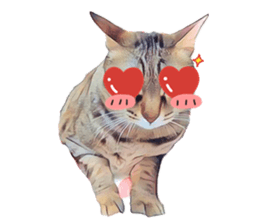 abby cat cat sticker #15799290
