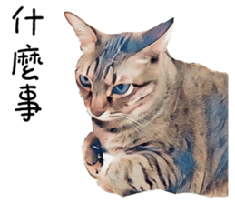 abby cat cat sticker #15799291