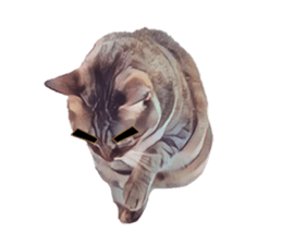 abby cat cat sticker #15799293