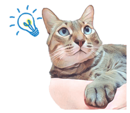 abby cat cat sticker #15799294