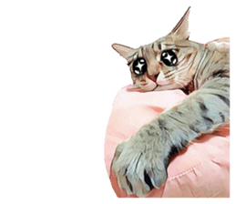 abby cat cat sticker #15799295