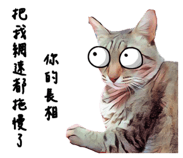 abby cat cat sticker #15799299