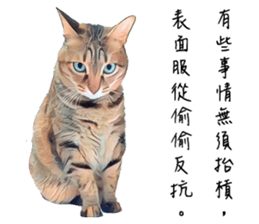 abby cat cat sticker #15799301