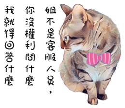 abby cat cat sticker #15799303