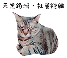 abby cat cat sticker #15799304