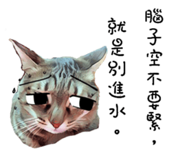 abby cat cat sticker #15799305