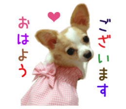 Real DOG Pretty -NOA- sticker #15802197