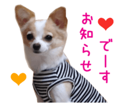 Real DOG Pretty -NOA- sticker #15802198