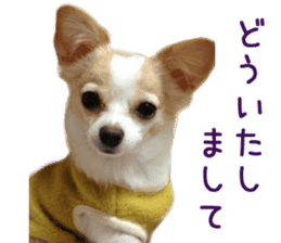 Real DOG Pretty -NOA- sticker #15802200