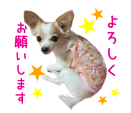 Real DOG Pretty -NOA- sticker #15802206