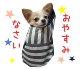 Real DOG Pretty -NOA- sticker #15802209