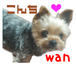 Real DOG Yorkie sticker #15802763