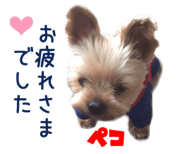 Real DOG Yorkie sticker #15802764