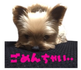 Real DOG Yorkie sticker #15802765