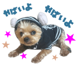 Real DOG Yorkie sticker #15802766