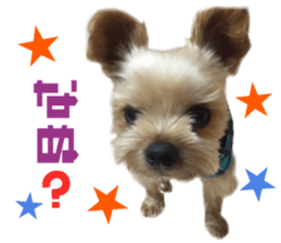 Real DOG Yorkie sticker #15802767