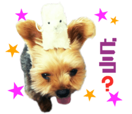 Real DOG Yorkie sticker #15802768