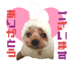 Real DOG Yorkie sticker #15802769