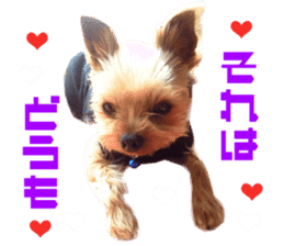 Real DOG Yorkie sticker #15802770