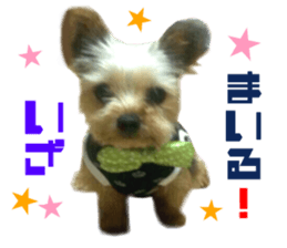 Real DOG Yorkie sticker #15802771