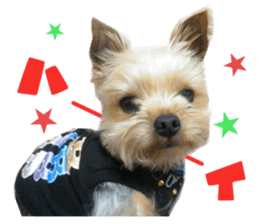 Real DOG Yorkie sticker #15802772