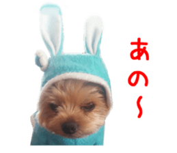 Real DOG Yorkie sticker #15802773